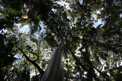 Canopy of the Amazon Forest, Brazil